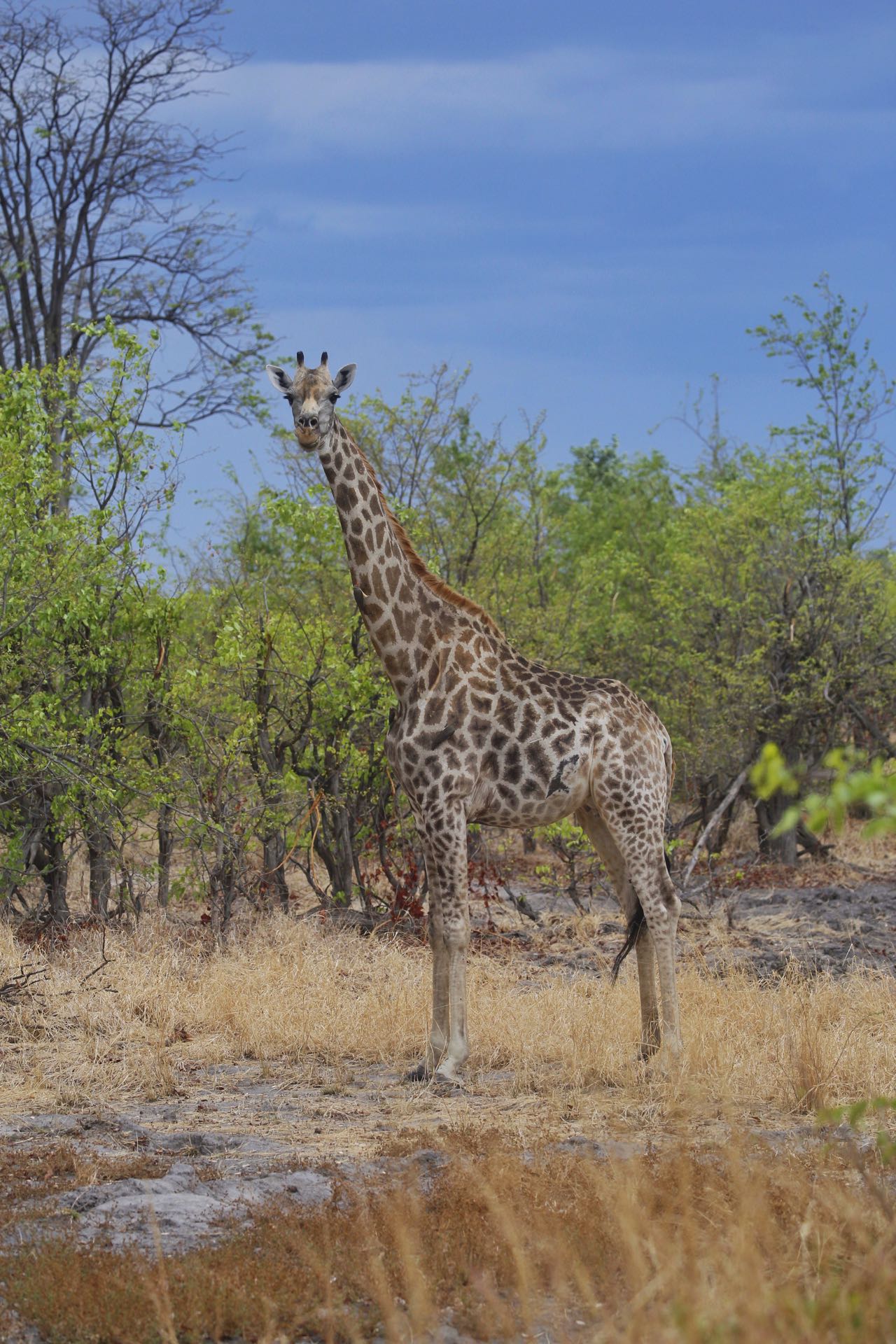 giraffe moremi game reserve